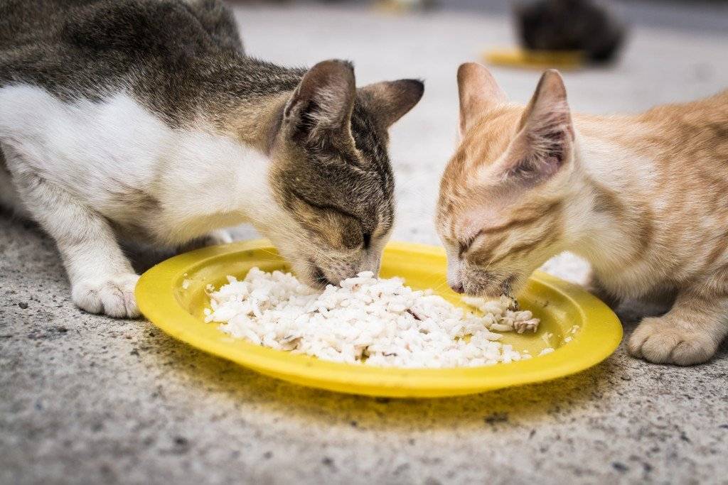 Состав корма джимон для кошек