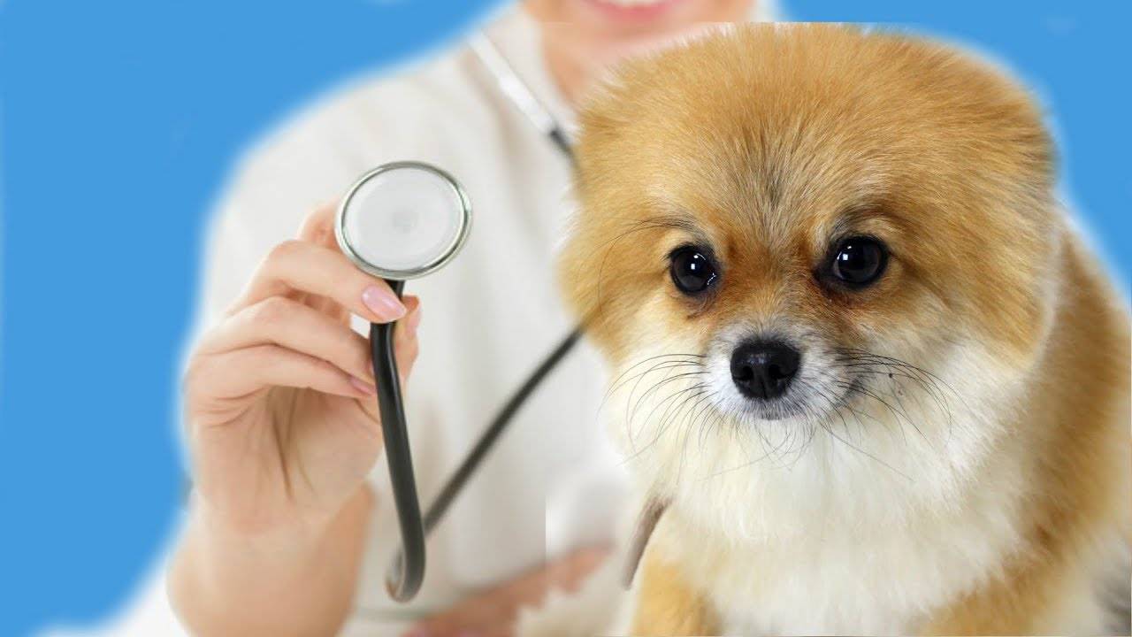 Обратный кашель у собак видео