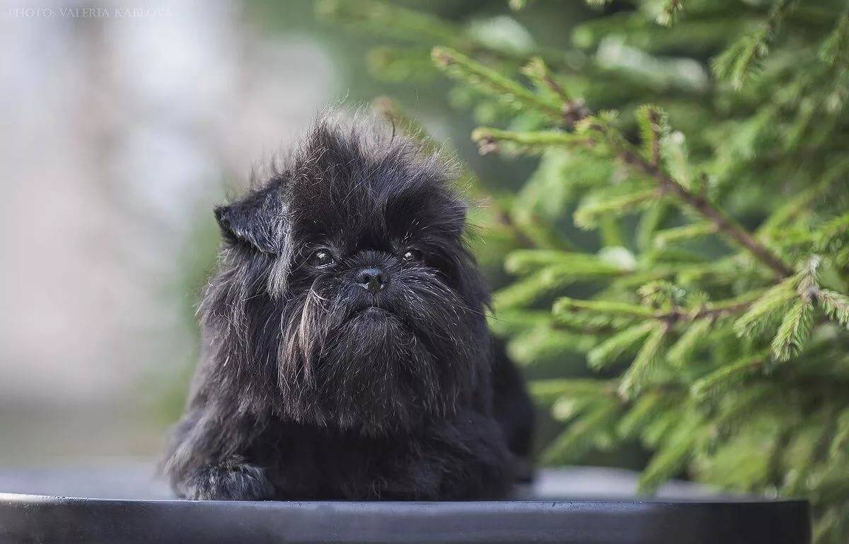 Порода собак черная с коричневыми бровями thumbnail