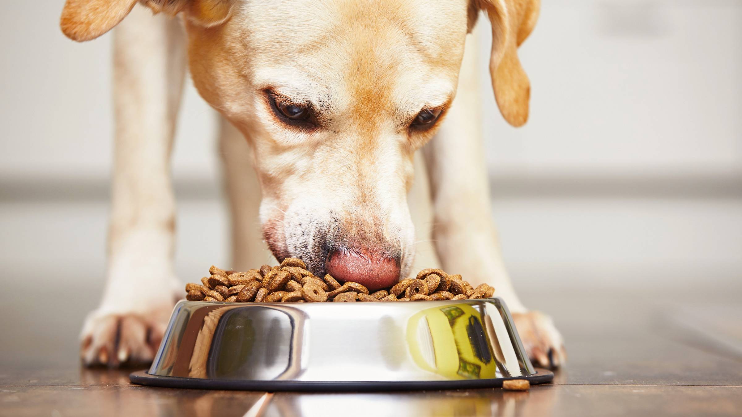 Собаку тошнит не переваренной пищей