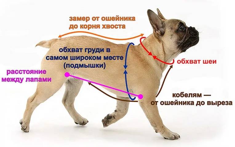 Свитер для собаки: как связать спицами для начинающих, Связать свитер для чихуахуа спицами от горловины