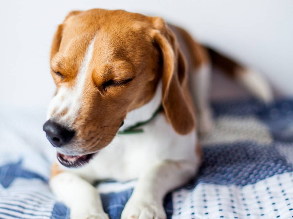 Реверсивный кашель у собак причины
