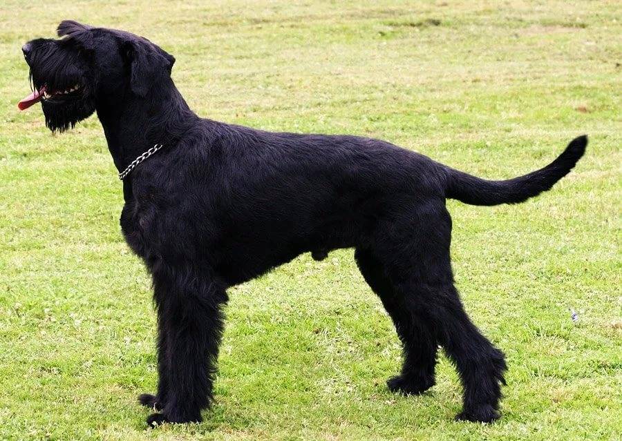 Порода собак черная с коричневыми бровями