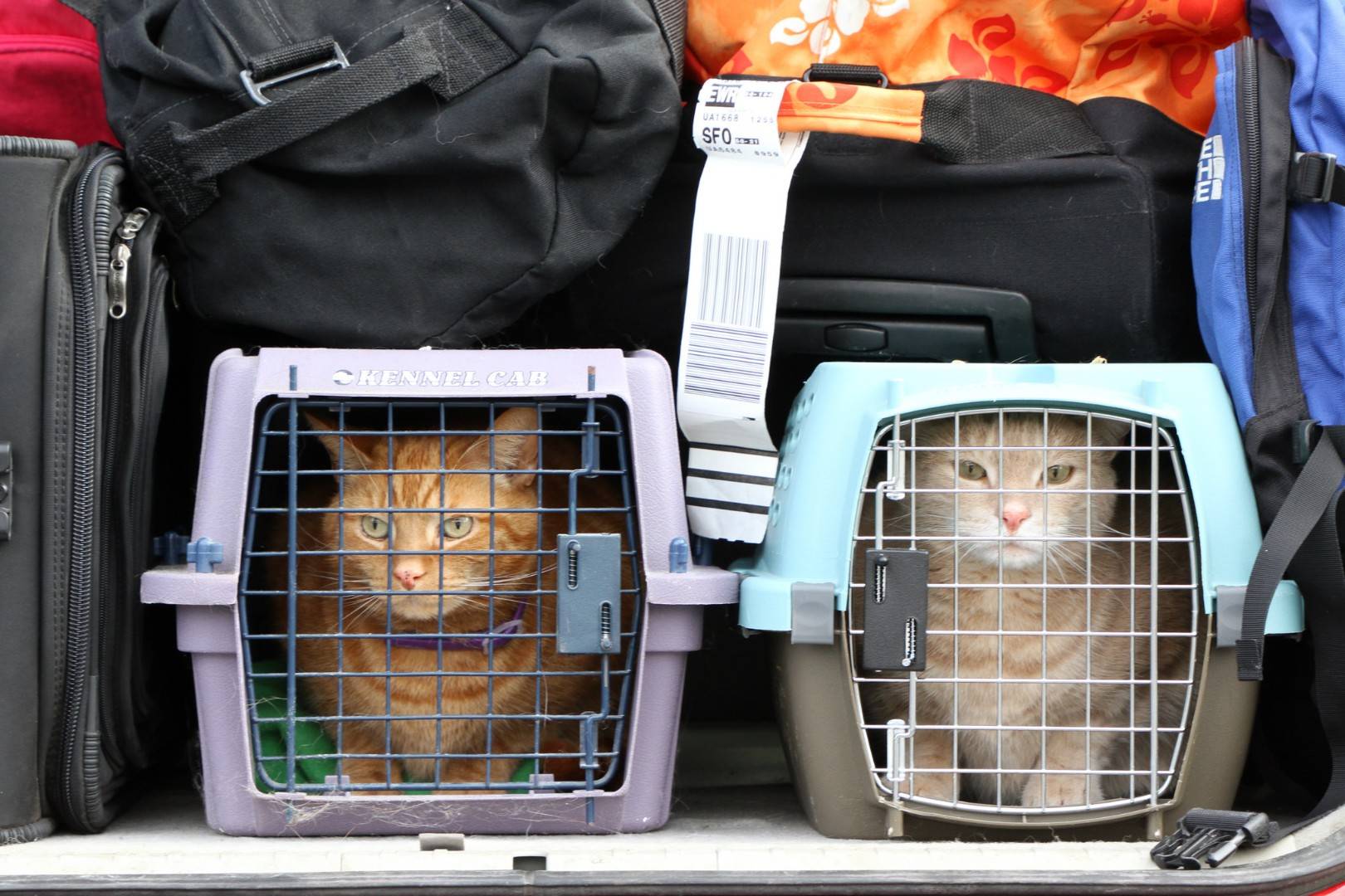 Какую выбрать переноску для кошки в самолет