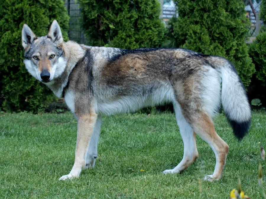 Какие породы собак наиболее похожи на волков по окрасу и телосложению
