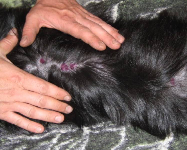 Кожные заболевания у собак симптомы и лечение 🐱 | Ветеринарная клиника Ветдоктор