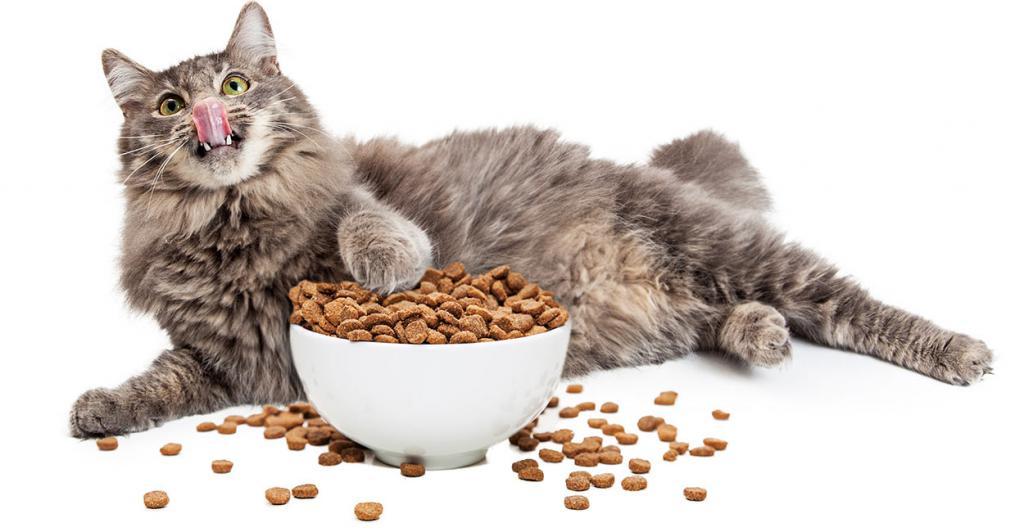 Сухой корм для кошек советы ветеринара