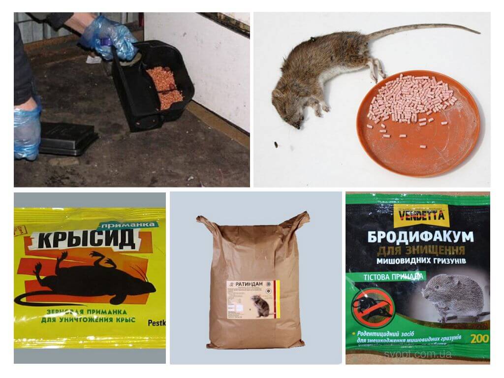 Отрава для животных. Крысиный яд. Отрава для мышей для человека. Отрава для крыс.