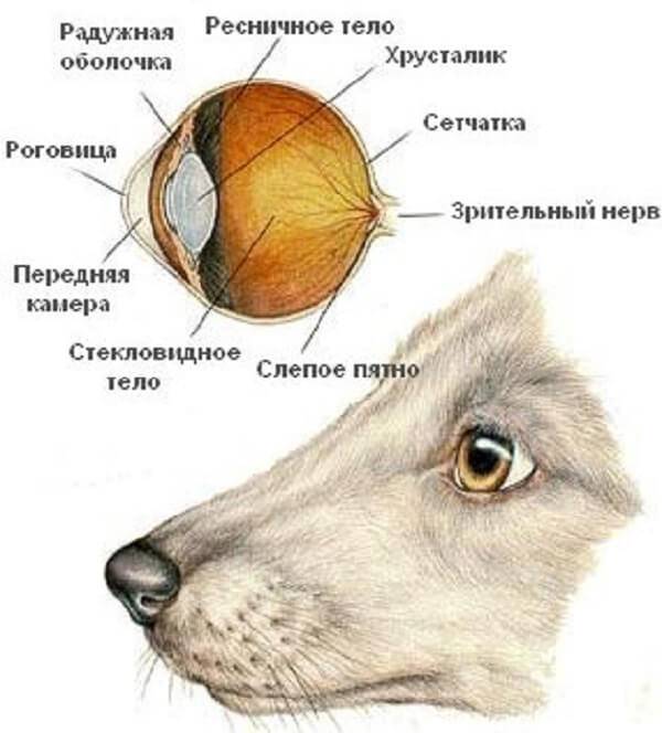 Слезная железа у собак. Строение глаза собаки схема. Строение зрительного анализатора млекопитающих. Анатомическое строение глаза собаки. Строение зрительного анализатора собаки.