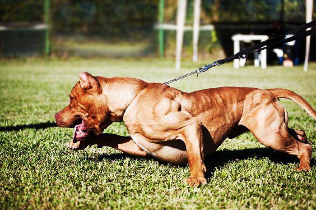 Порода самой мускулистой собаки