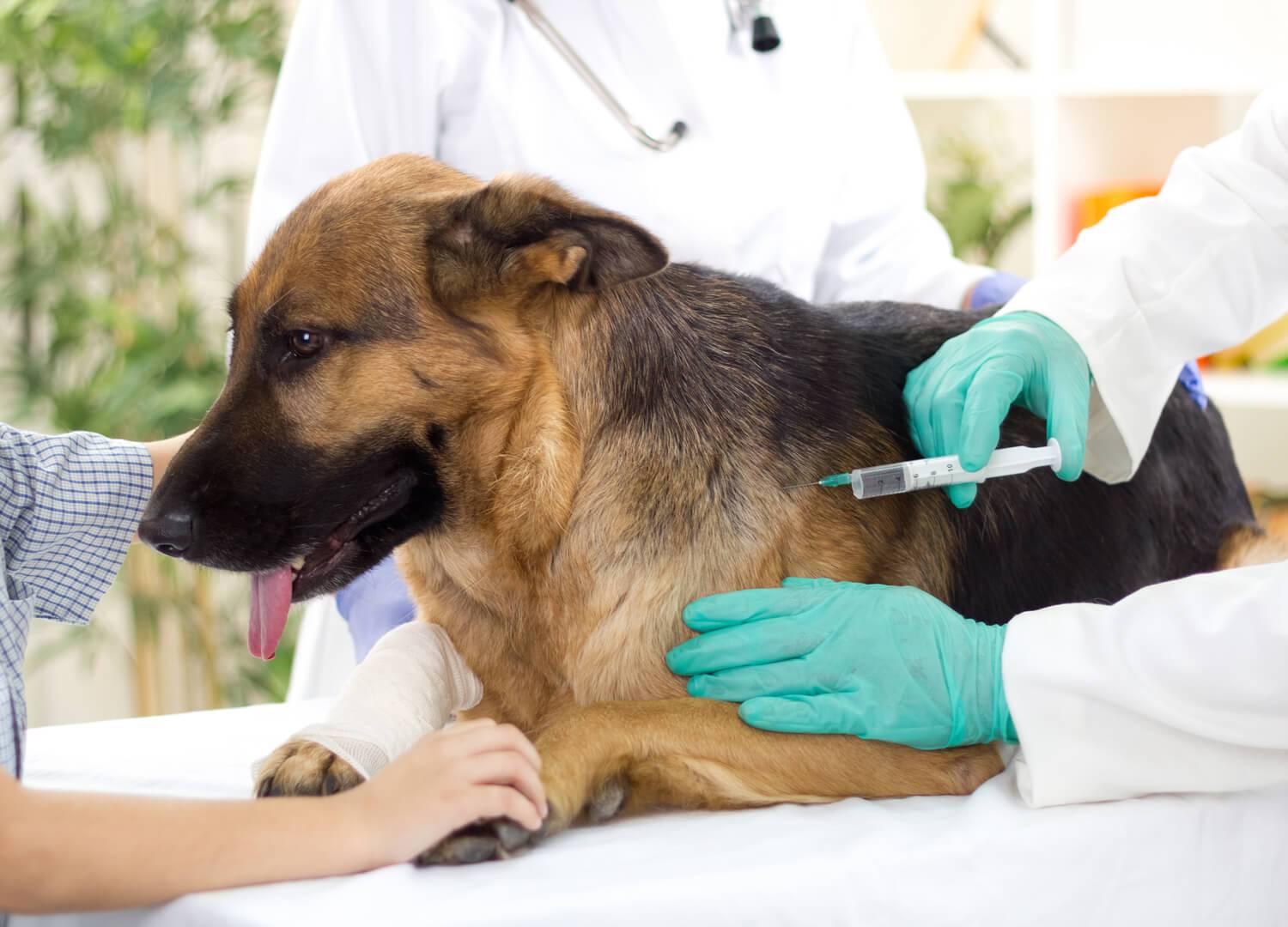 Через какое время можно купать собаку после прививки