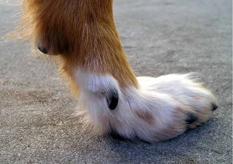 Лишние пальцы у собак на задних лапах — пятый палец