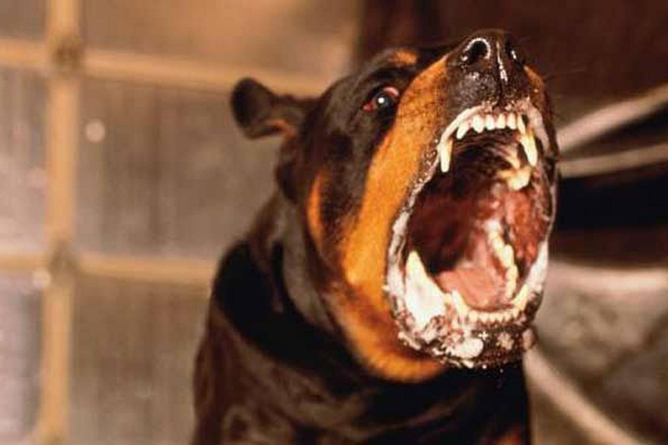 Что делать, если у собаки пена изо рта?