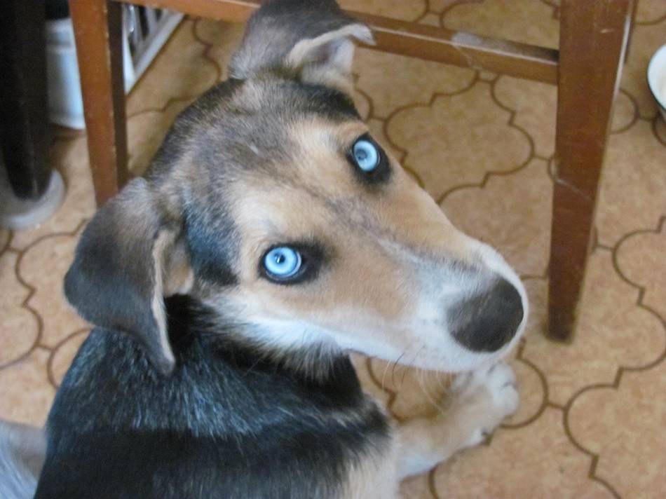 Собака синими глазами какая порода