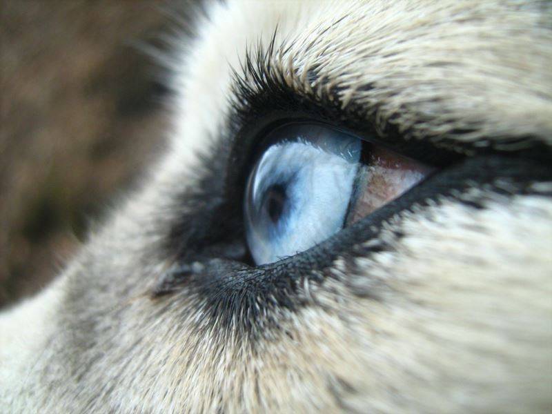 Породы собак с голубыми глазами каталог
