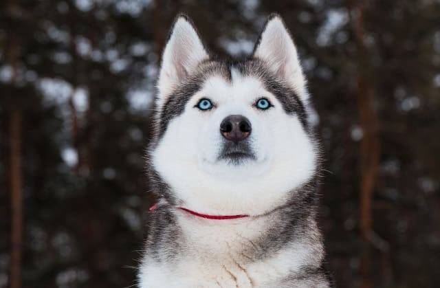Породы собак с голубыми глазами каталог