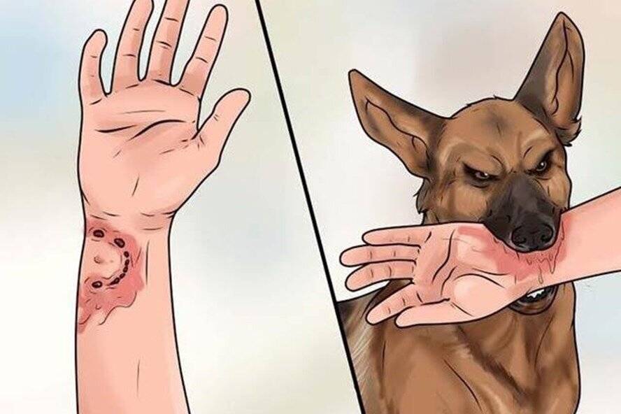 Какая ответственность при укусе собак