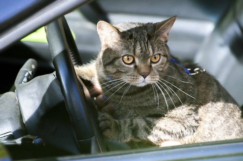 Как правильно перевезти кошку в автомобиле на дальнее расстояние без  переноски