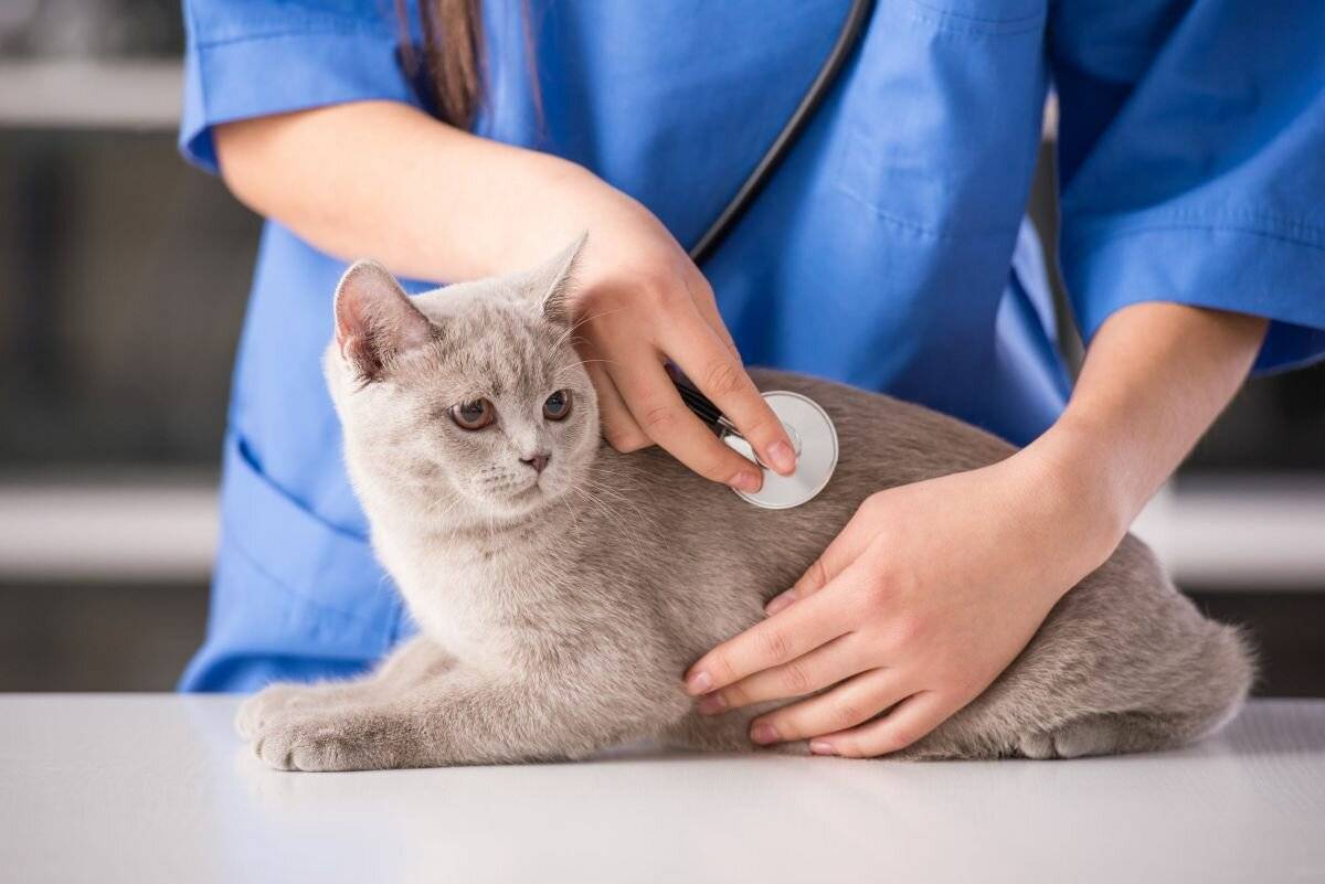 4 rekomenduetsja reguljarno poseshchat veterinara