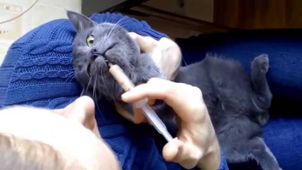 Кормление кошки через шприц. Кормление кошки из шприца. Накормить кота. Кот со шприцом.