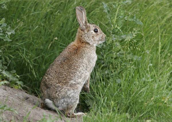 Чем питаются дикие кролики. Где живут дикие кролики в природе. Сколько живут кролики