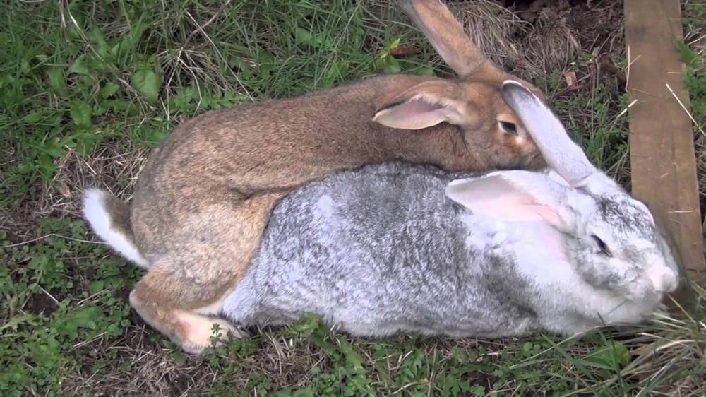 Как проходит вязка декоративных и карликовых кроликов
