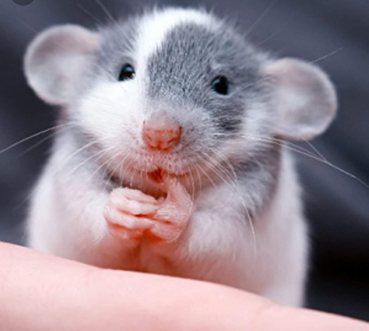Крыса дамбо- уход и содержание в домашних условиях, чем кормить, сколько живут, чем отличается от обычной, плюсы и минусы, характер