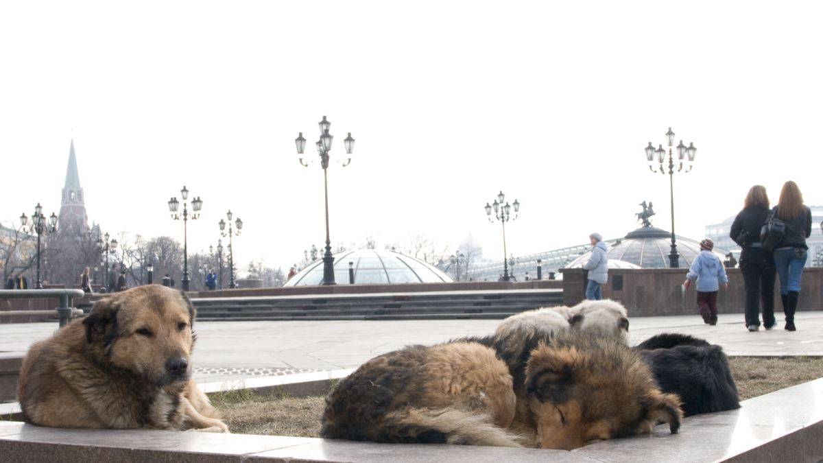 Dogs москва. Бродячие собаки в Москве. Бездомные собаки в Москве. Безнадзорные животные в Москве. На бездомных животных в Москве 15 тыс ежемесячно.